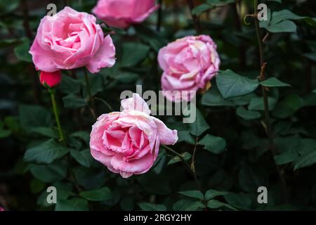 At the Kodaikanal flower garden, lovely, vibrant roses are in bloom. The photo was taken in low light with a selective focus on the subject. Stock Photo