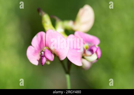 Lathyrus sylvestris, flat pea summer flowers  closeup selective focus Stock Photo