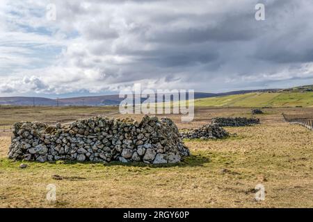 A row of planticrubs or planticrues on the Shetland island of Fetlar. Stone shelters that were used to grow tender plants, typically young kale. Stock Photo