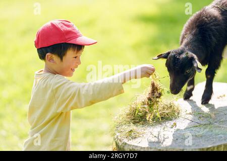 A boy feeds grass to a young goat Stock Photo