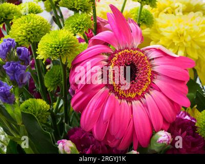 The fading beauty of an African Daisy makes for an unusual subject Stock Photo