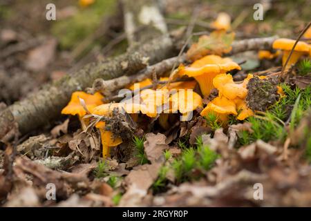 Chanterelle fungi, Cantharellus cibarius, growing in the New Forest in Hampshire in early August. Mushroom foraging has become popular but great care Stock Photo
