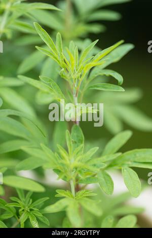 Close-up of Asian mint plant (Mentha longifolia var. asiatica) Stock Photo