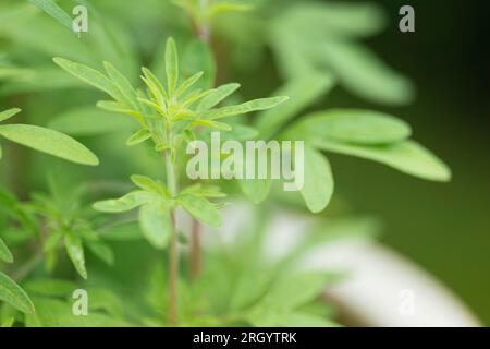 Close-up of Asian mint plant (Mentha longifolia var. asiatica) Stock Photo