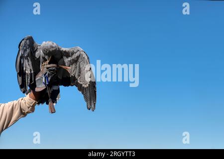 falconry arab trainer wearing a glove holding a vulture at a bird ...