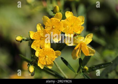 Close-up of the beautiful yellow flowers of a Hypericum prolificum shrub Stock Photo