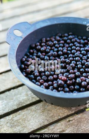 Colander with freshly harvested aronia berries. Stock Photo