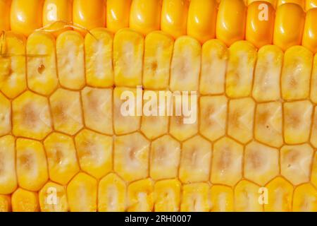 unripe young corn with yellow seeds cut into pieces, corn in the field is cut in half Stock Photo