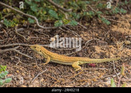 Wild Encounters: Sand Lizard Reptiles in Their Natural Habitat Stock Photo
