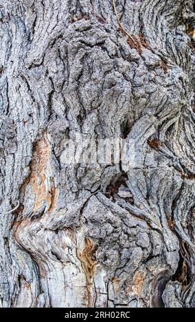 Cracked Texture of Old Wood Trunk - Natural Wood Background Stock Photo