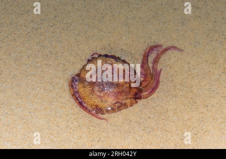 Pelagia noctiluca Animal Resting on the Sand Stock Photo