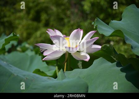 isolated pink lotus flower fully blossoms in the pond in sunny morning day Stock Photo