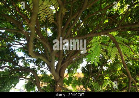 Brazilwood tree in bloom National tree of Brazil Caesalpinia echinata ...
