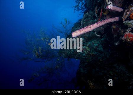 Underwater Photos of Grand Turk, Turks and Caicos Stock Photo