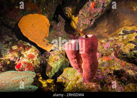 Underwater Photos of Grand Turk, Turks and Caicos Stock Photo