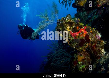 Underwater Photos of Grand Turk, Turks and Caicos Stock Photo