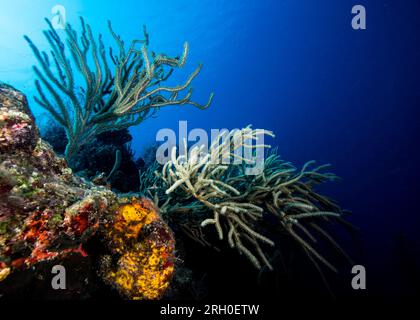 Underwater Photos of Grand Turk, Turks and Caicos Stock Photo