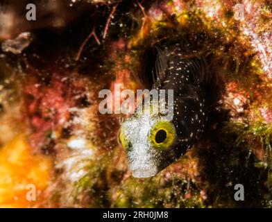 Underwater Photos of Grand Turk, Turks and Caicos Stock Photo