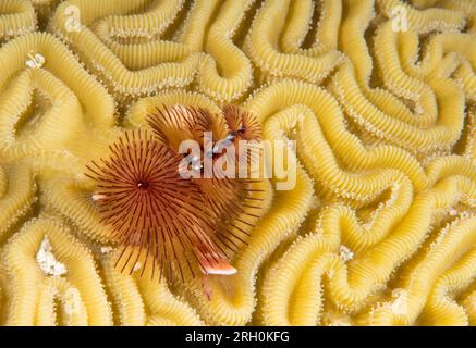 Underwater Photos of Grand Turk, Turks and Caicos Stock Photo