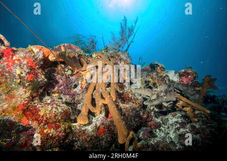 Underwater Photos of Grand Turk, Turks and Caicos Stock Photo