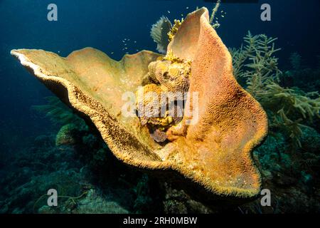 Underwater Photos of Grand Turk, Turks and Caicos Stock Photo