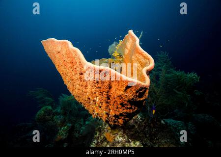 Underwater Photos of Grand Turk, Turks and Caicos Stock Photo