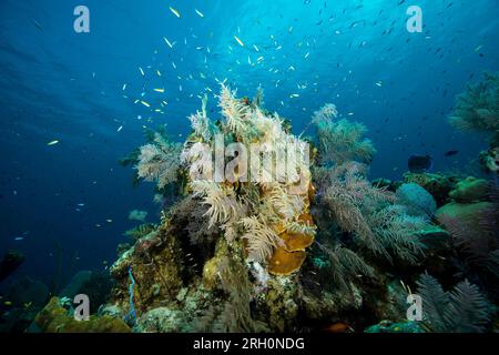 Underwater Photos of Grand Turk, Turks and Caicos Stock Photo