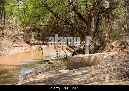 A water hand pump upstream of a concrete sand bank with water stored behind it and livestock grazing on the river bank, Pokot, Kenya Stock Photo