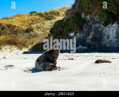 Allans Beach, Otago Peninsula, Dunedin, South Island, New Zealand Stock Photo