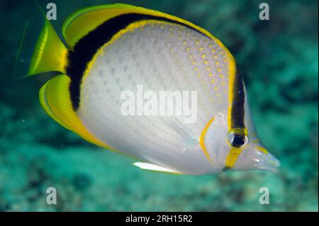 Yellow-dotted Butterflyfish, Chaetodon selene, Wainilu dive site, Rinca Island, Komodo National Park, Indonesia Stock Photo