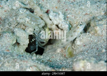 Fierce Shrimpgoby, Ctenogobiops feroculus, and Snapping Shrimp, Alpheus sp, by hole, Tatawa Besar Island, between Komodo and Flores islands, Komodo Na Stock Photo