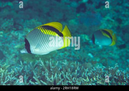 Pair of Lined Butterflyfish, Chaetodon lineolatus, Tatawa Besar dive site, between Komodo and Flores islands, Komodo National Park, Indonesia Stock Photo