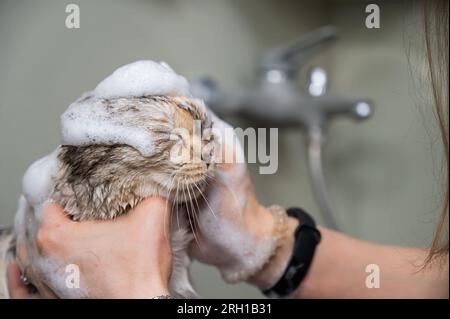 Woman shampooing a tabby gray cat in a grooming salon.  Stock Photo