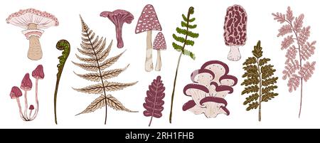 Set of decorative mushrooms and herbal. Hand drawn illustration, isolated. Stock Photo