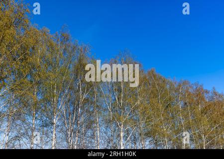 birch trees in the spring season with a lot of earrings during blooming, spring nature with a birch tree Stock Photo