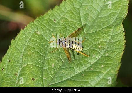 Figwort Sawfly (Tenthredo scrophulariae), family Common sawflies (Tenthredinidae) on a leaf of Common figwort (Scrophularia nodosa), figwort family Stock Photo