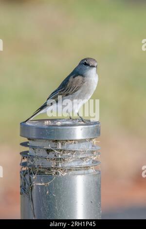 Jacky winter bird is a small grey-brown robin found commonly throughout Australia. Taken in Eden on the South Coast of NSW, Australia. Stock Photo