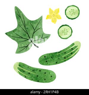Set of watercolor cucumbers isolated on white background. Vector illustration. Stock Vector