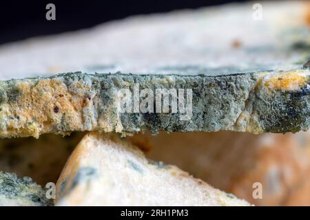 spoiled and completely covered with mold white wheat potion on the table, spoiled food wheat flour bread Stock Photo