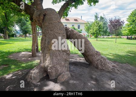 Thick trunks of trees that resemble the legs of a giant monster. Climbing attraction for children in the citadel of Targu Mures, Romania. Stock Photo