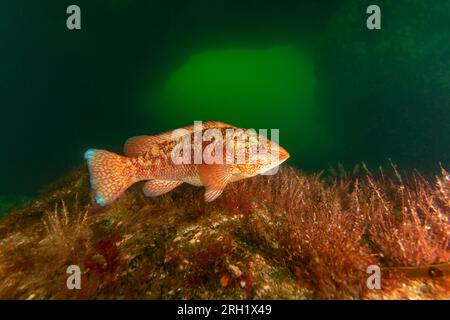 Ballan Wrasse swims around cathedral Rock, St. Abbs, Scotland. UK Stock ...