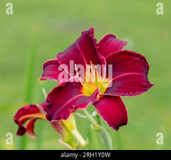 'Ed Murray' Daylily, Daglilja (Hemerocallis) Stock Photo