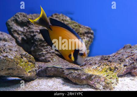 Beautiful bright orange fish in the aquarium, Acanthurus pyroferus Chocolate surgeonfish. Tropical fish on the background of aquatic coral reef in oce Stock Photo