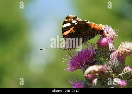 Natural low angle closeup on a Red Admiral butterfly, Vanessa atalanta sitting on a purple thistle Stock Photo