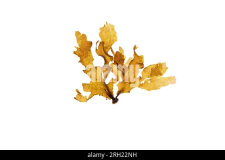 Spatoglossum solieri brown algae isolated on white. Foliaceous seaweed. Stock Photo