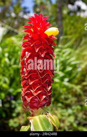 Red Tower Ginger, Costus comosus, or Spiral Ginger Costus barbatus, flower head, cultivated, ginger, ornamental, large, showy flowers, Malanda, Aust. Stock Photo