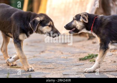 First meeting or introduction between two dogs, sniffing Stock Photo