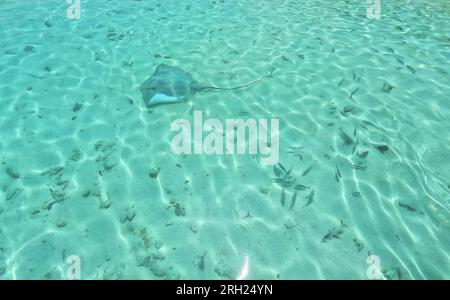 Common stingray in Maldivian sea Stock Photo