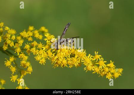 Potter wasp Ancistrocerus, subfamily Eumeninae, family Vespidae. On ...