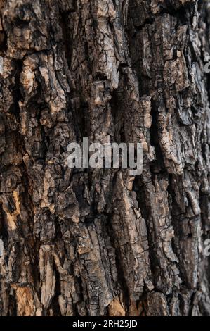 Tree trunk with natural bark patterns on the surface Stock Photo